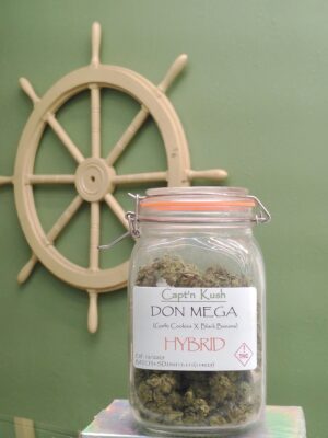 Don Mega [Hybrid]